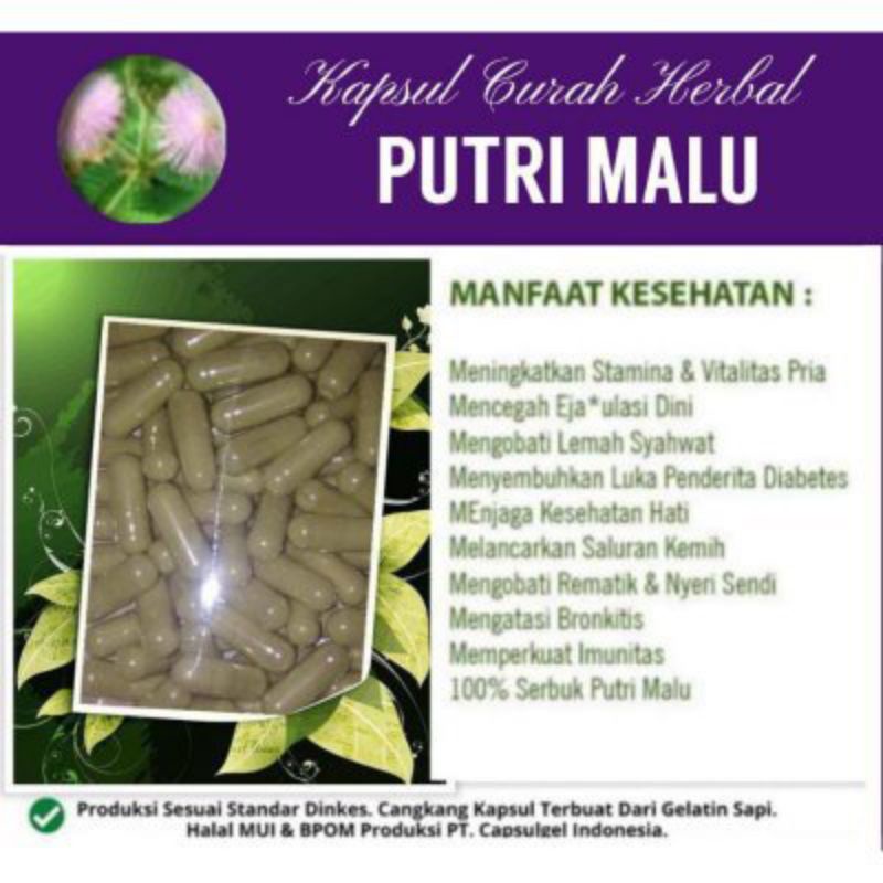 

Daun putri malu kapsul curah daun putri malu herbal isi 100
