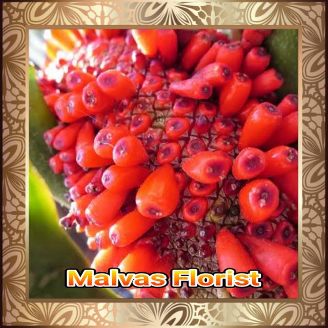 Tanaman hias - benih biji anthurium gelombang cinta