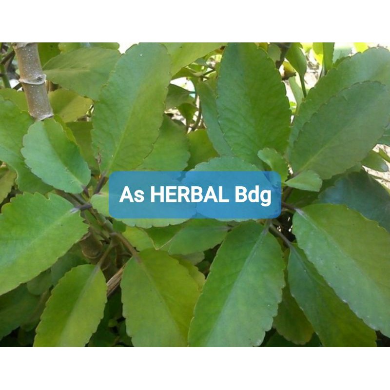 

Daun Cocor Bebek Sosor Bebek daun Buntiris Segar 500 gram-az