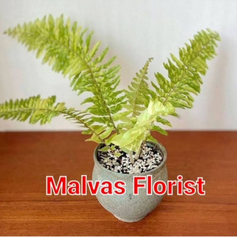 Tanaman hias pakis boston variegata