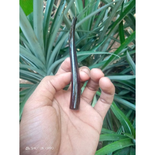 pipa kayu galih asem