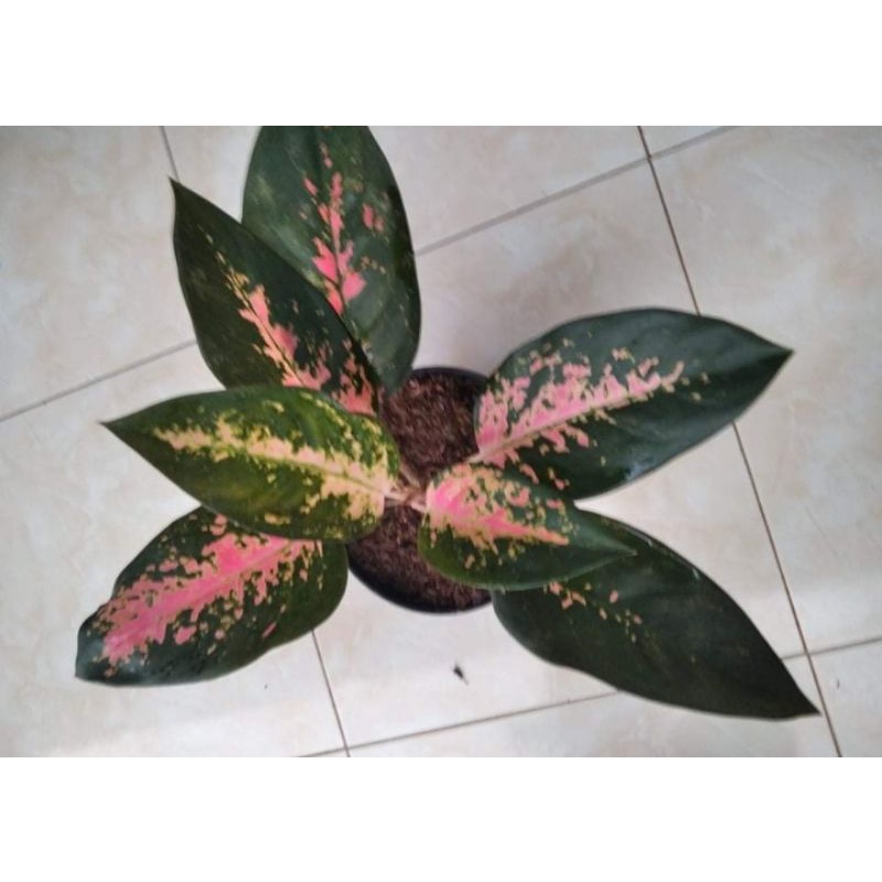 aglonema kocin paramuay