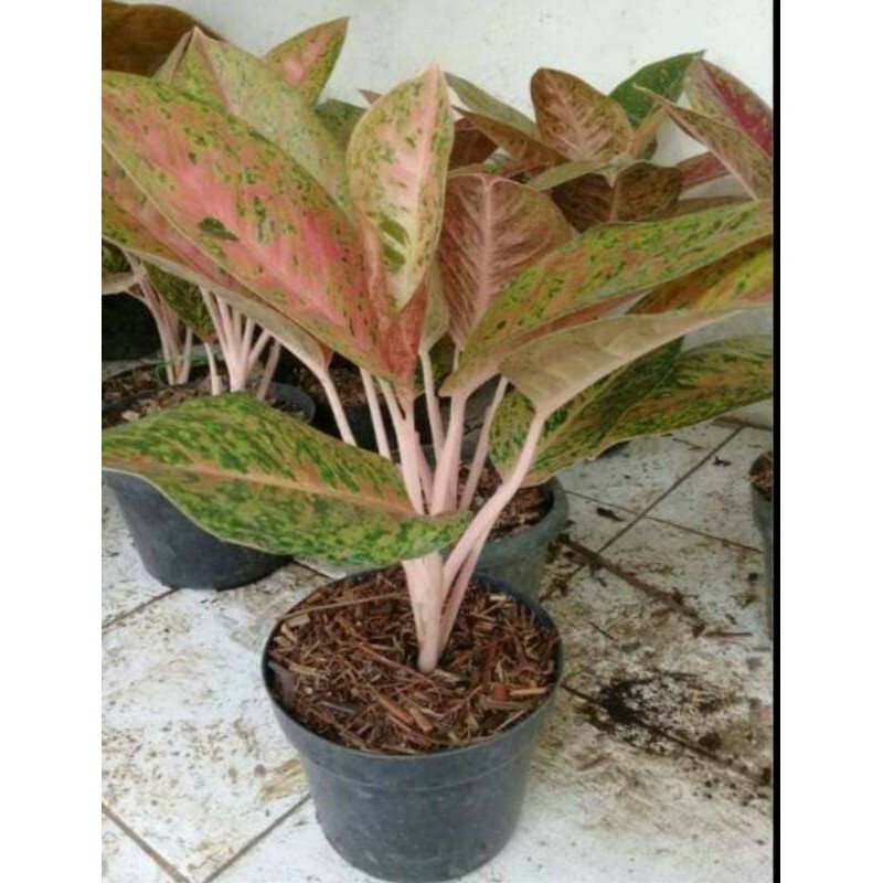 aglonema bigroy 10 daun rimbun
