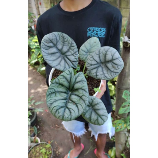 Alocasia Dragon Moon (Dragon Silver × Rhino Skin) Rare