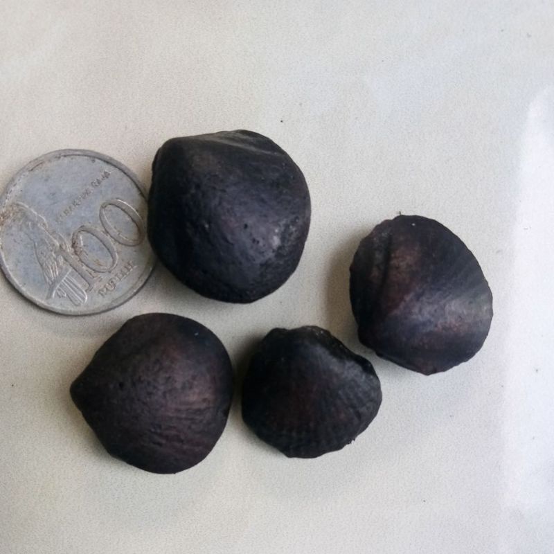 Fosil Kijing / Kijing Buntet