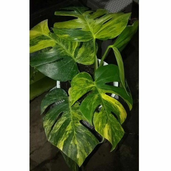 MONSTERA MARMORATA VARIEGATA KUNING YELLOW VARIGATA AUREA DAUN PECAH VAR MEWAH MARMO