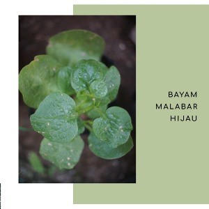 Bibit Hidup Bayam Malabar Hijau