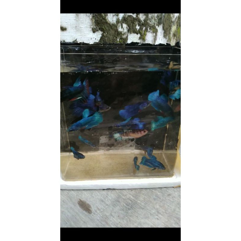 ikan cupang besgel/cello