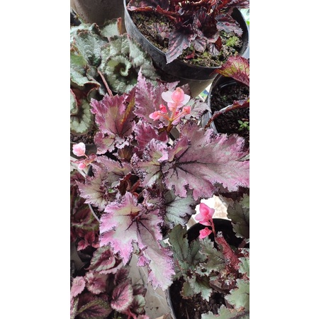 Begonia pink beauty