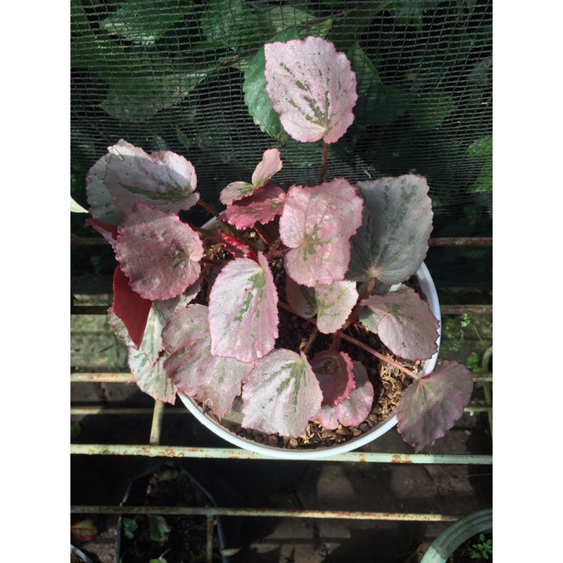 tanaman hias begonia rimbun