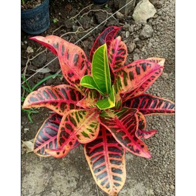 bibit pohon puring proton