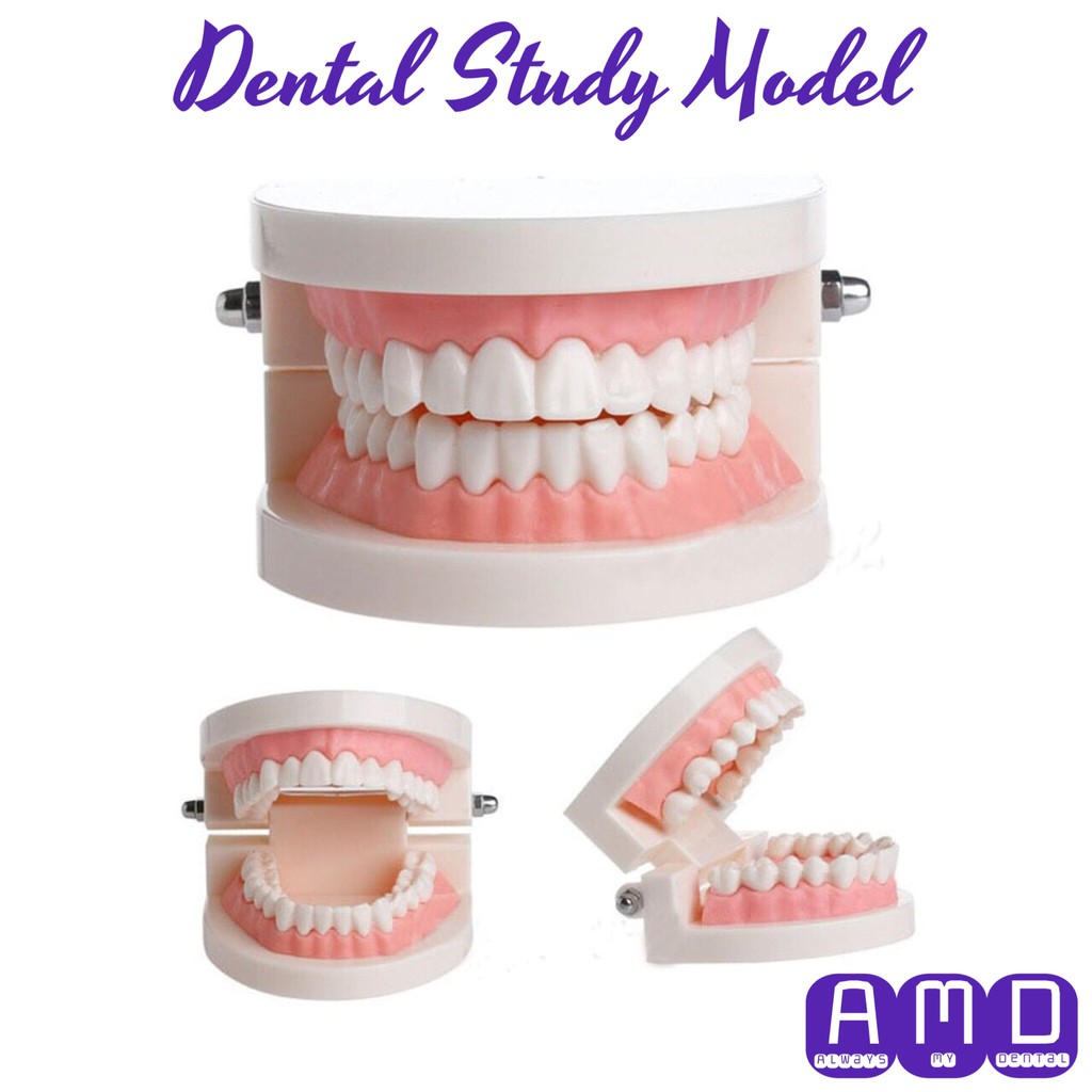 Jual Dental Study Model Gigi | Shopee Indonesia