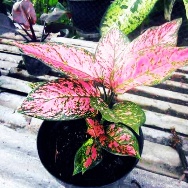 BISA COD Tanaman hias aglonema valentine - tanaman bunga aglonema