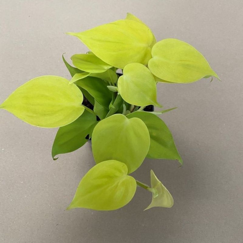 tanaman Philodendron Brazil lemon lime/tanaman sirih brazil kuning/tanaman gantung isi 3 pohon