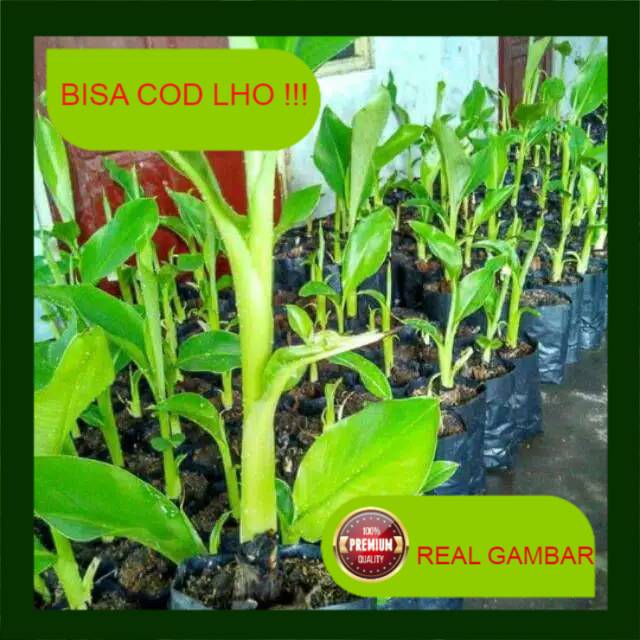 Bibit pisang ambon mini