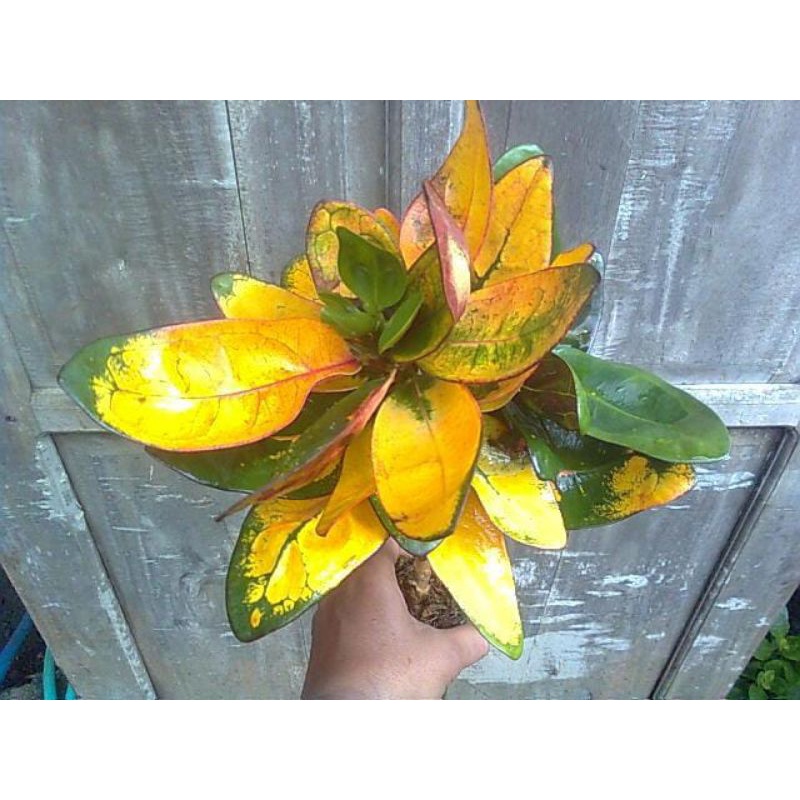 tanaman hias bunga puring koleksi bunga puring penyu