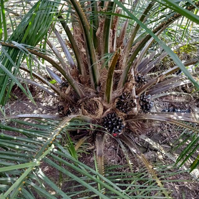 srimurtini085271592101