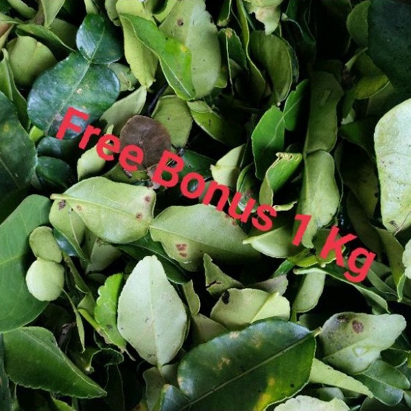 

Daun Jeruk + Gratis Bonus