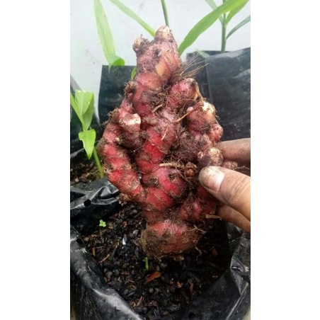 jahe merah 1 kg