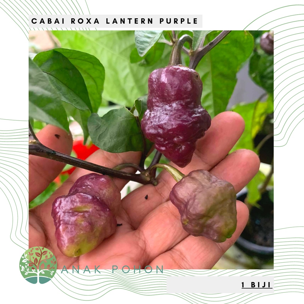 Benih Bibit Biji - Cabai Roxa Lantern Purple Cabe Ungu Pepper Seeds