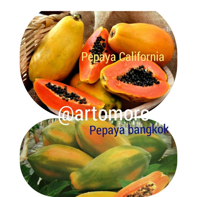 

buah pepaya California dan pepaya Bangkok