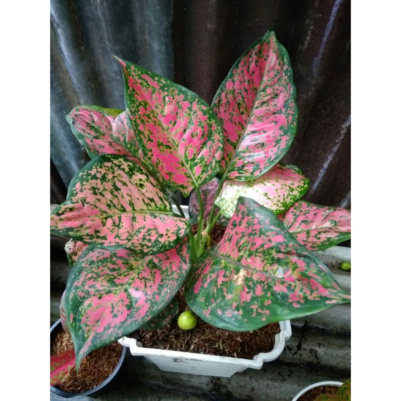 AGLONEMA Red anjamani - dut anjamani - AGLONEMA Dut cantIK