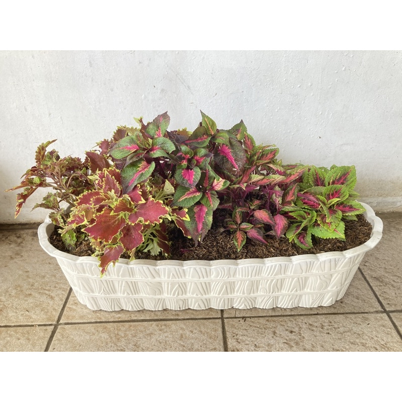 Miana Set Series Pot 60cm