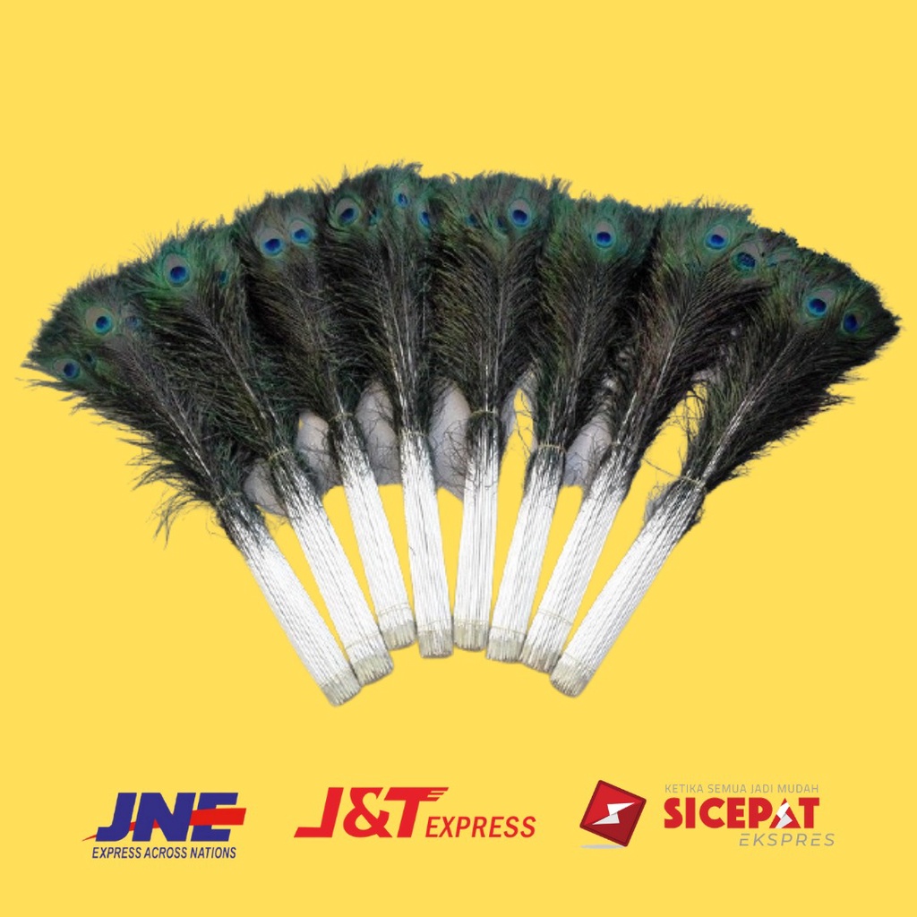 Bulu Merak Super Menawan Size 100 cm