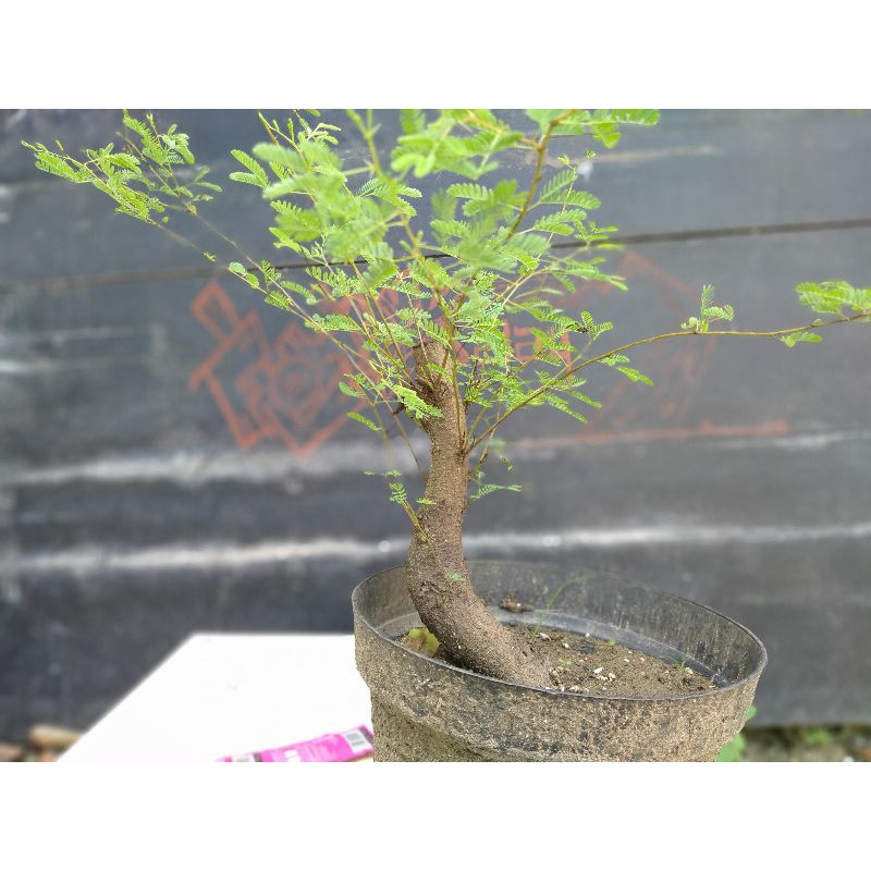 Bahan Bonsai Arabika / Klampis Ireng mantap 'REALPIC'