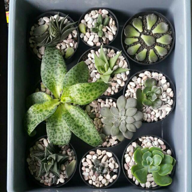 Sukulen Murah Dan Hemat Dengan Berbagai Macam Variant Sudah Termasuk Pot 10cm