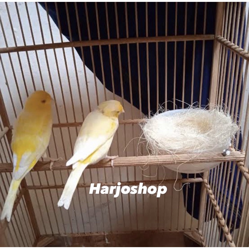 burung kenari af sepasang siap ternak