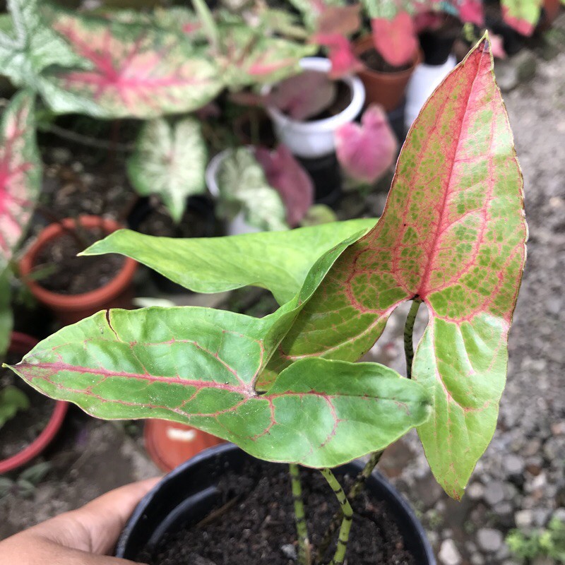 Alocasia john stonii alokasia black jack