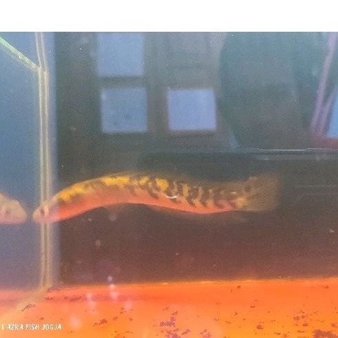 yellow sentarum 14~16cm bar simet 6/6 7/7 8/8