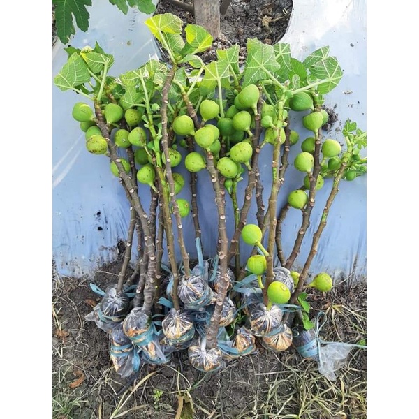 ID BIBIT TIN / BIBIT BUAH TIN SUPER JUMBO SUJU MANIS CEPAT BERBUAH