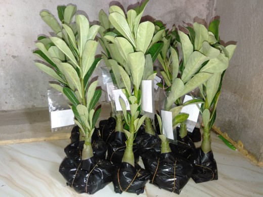 Bibit Adenium Waves Blue Ice Size A