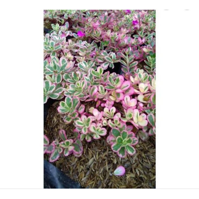 BUNGA GANTUNG PORTULACA/KROKOT VARIEGATA