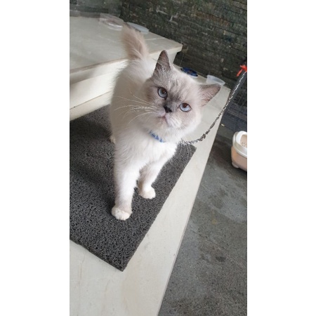 Kucing Himalaya, Blue Eyes, cream point, Terawat