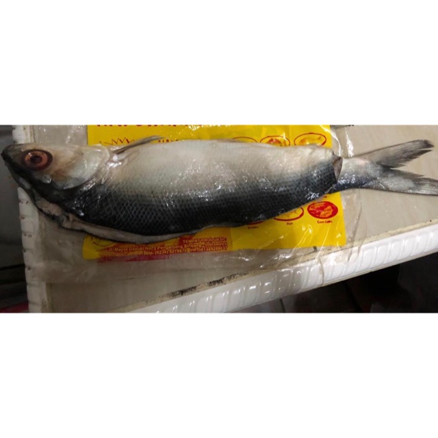 

Ikan bandeng tanpa tulang