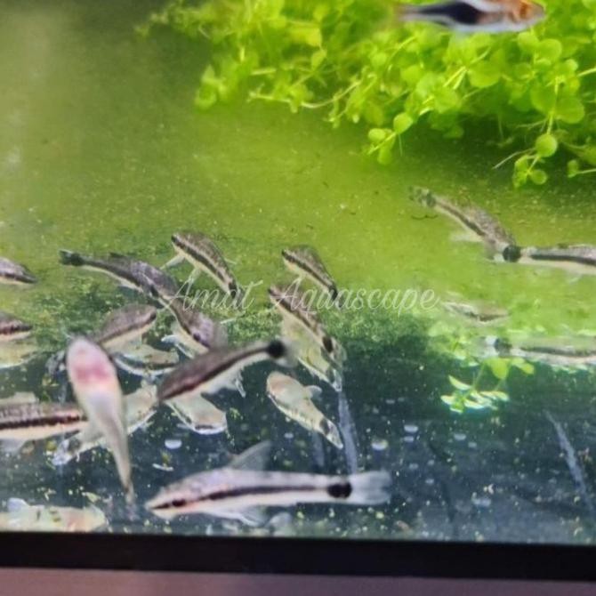Lucu Ottocinclus Affinis | Pembasmi Algae Aquascape Hot Sale