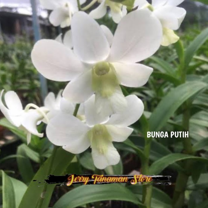 PROMO Anggrek dendrobium-anggrek bunga putih-anggrek dewasa-tanaman hias