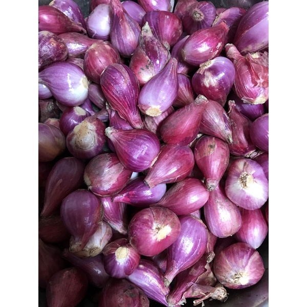 

Bawang Merah Brebes Asli