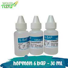 Hormon 6 BAP