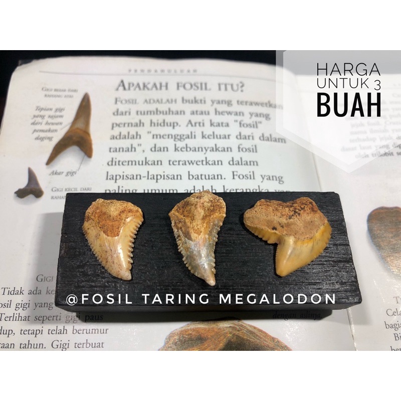 Fosil gigi taring megalodon H23 atau fosil hewan purba temuan langka