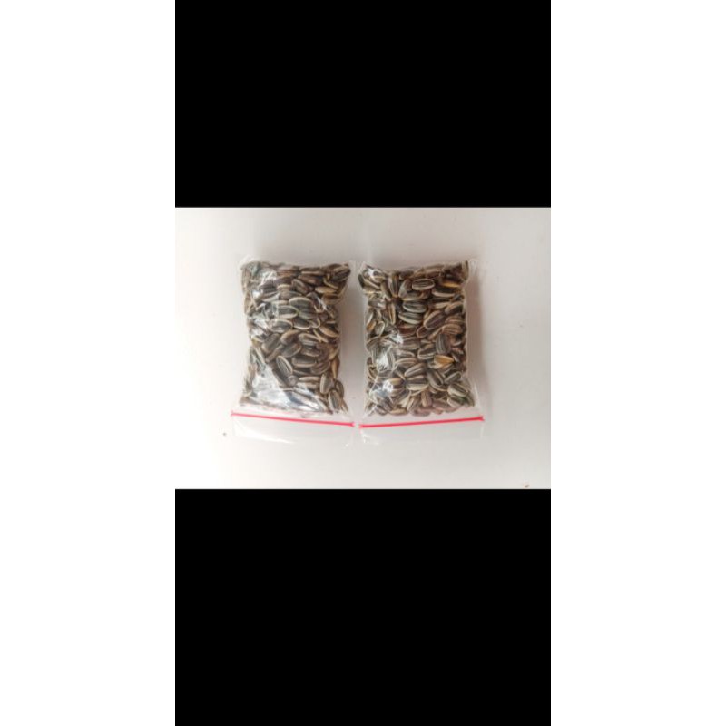 benih bunga matahari