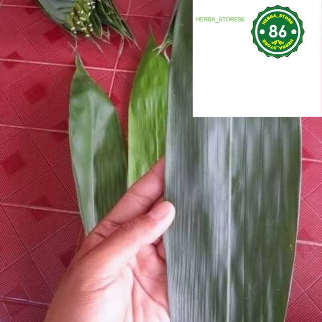 

Daun bambu segar per lembar/helai untuk bungkus bakcang bacang siap petik