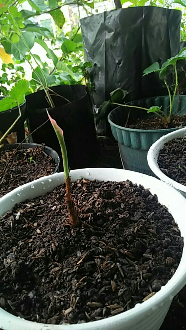 Tanaman Aglonema Lipstik |tanaman Hias Aglonema