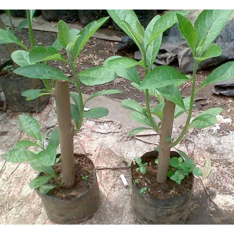 

daun afrika