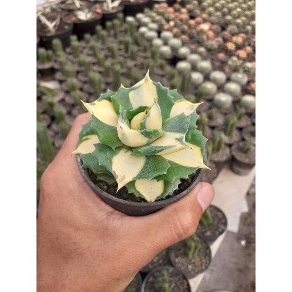 agave sohiraijin variegata yellow