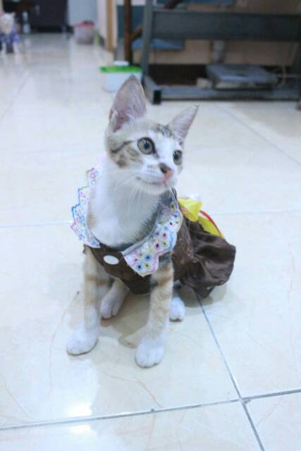 Dress satin coklat lucu untuk kucing dan anjing size S M L XL