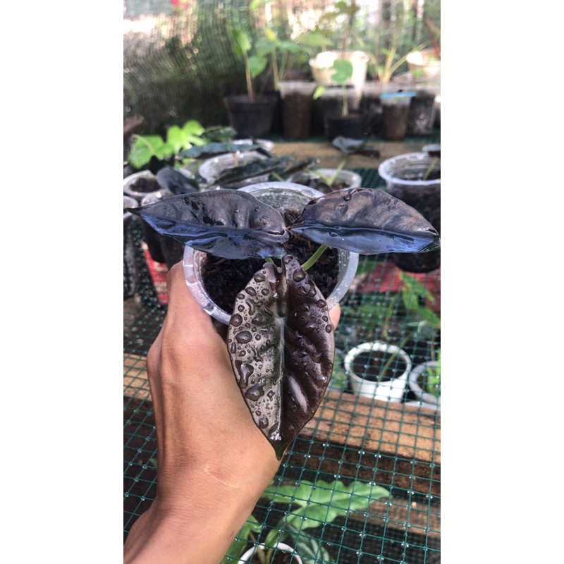 Alocasia Infernalis Black/Black Indo